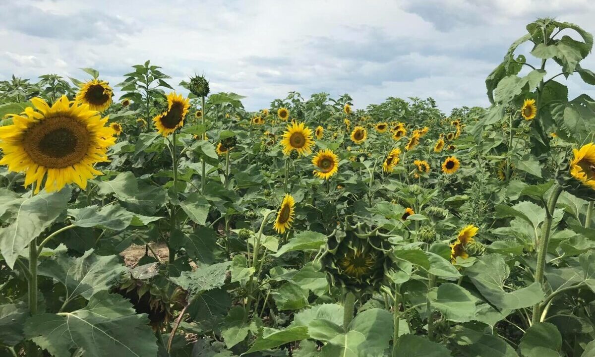 Hanes Sunflower Maze