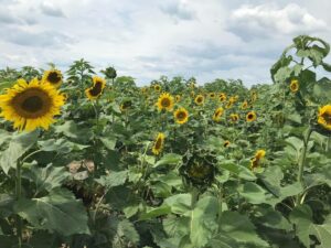 Hanes Sunflower Maze